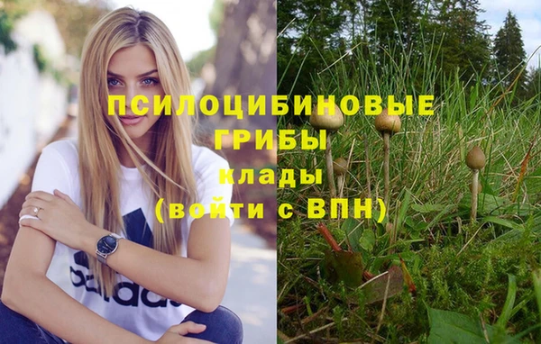 стафф Аркадак